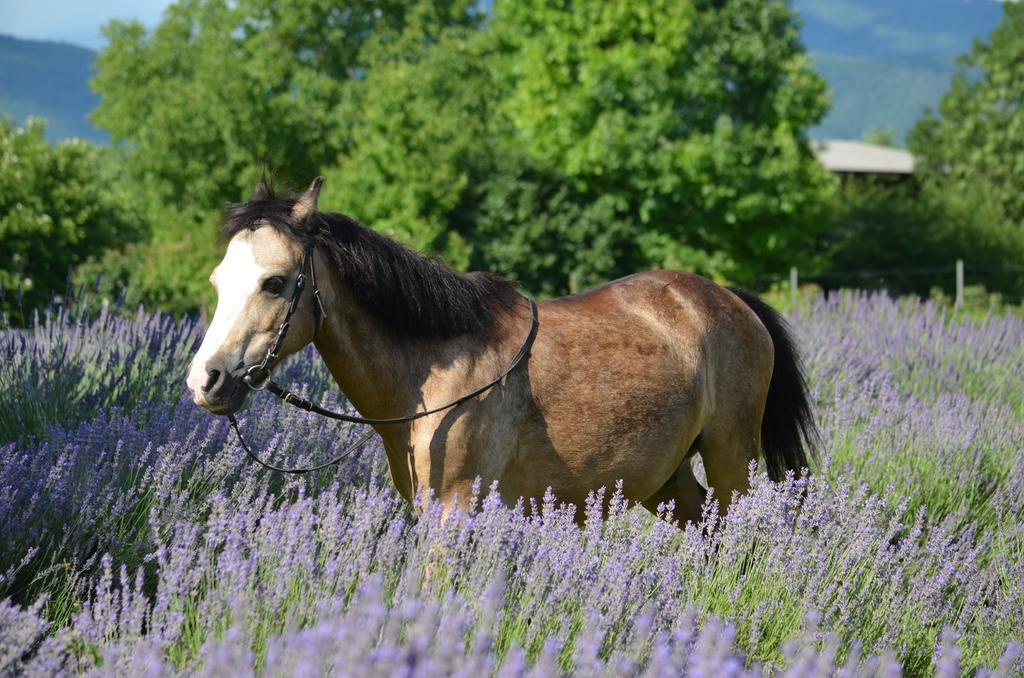 Agriturismo Domus Magna Povoletto Zewnętrze zdjęcie